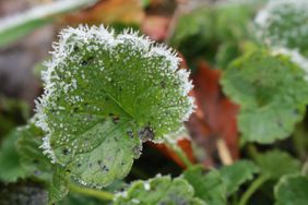 A focused green leaf of ground ivy (Glechoma hederacea) has a rime round its scalloped edge due to the first frost.