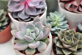 Green plants in cement concrete and white pots, colored succulents, stand on white table and shelf. The concept of florist and flower shop.