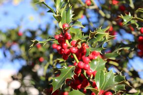 Ilex, or holly, It is a genus of small, evergreen trees with smooth, glabrous, or pubescent branchlets. The plants are generally slow-growing