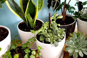 Indoor home garden plants. Collection various flowers - Snake plant, succulents, Ficus Pumila, lyrata, Hedera helix, Alocasia sanderiana. Stylish botany composition of home interior blue background