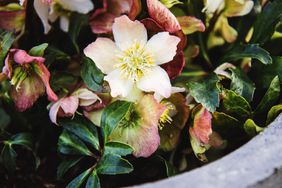 Stone garden arrangement with spring flowers in large concrete plant pots. Close up of helleborus flowers also known as snow rose.