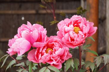 annuals-and-perennials-peonies-0719