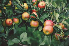 close-up of an apple tree