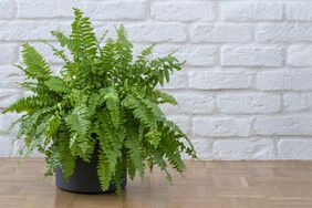 Beautiful potted Boston ferns or Green Lady houseplant on floor by brick wall in living room