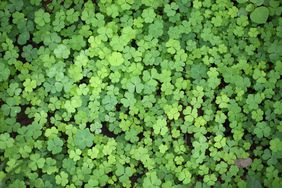 Beautiful three leaf clovers for backgrounds