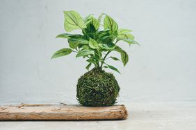 beauty of Kokedama, a Japanese planting style.