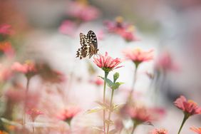 butterfly on pink flower in garden