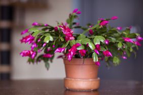 Christmas cactus in pot