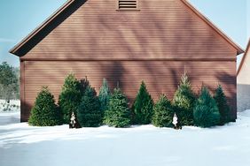 christmas trees in front of brown building