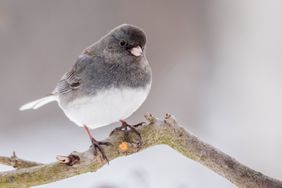 Close-up of dark perching on branch