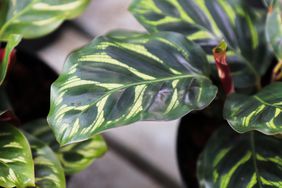 Close-up of green leaves