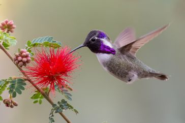 Close-up of hummingbird pollinating on flower,Phoenix,Arizona,United States,USA