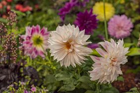 Close-up of pink flowers,Santa Rosa,California,United States,USA