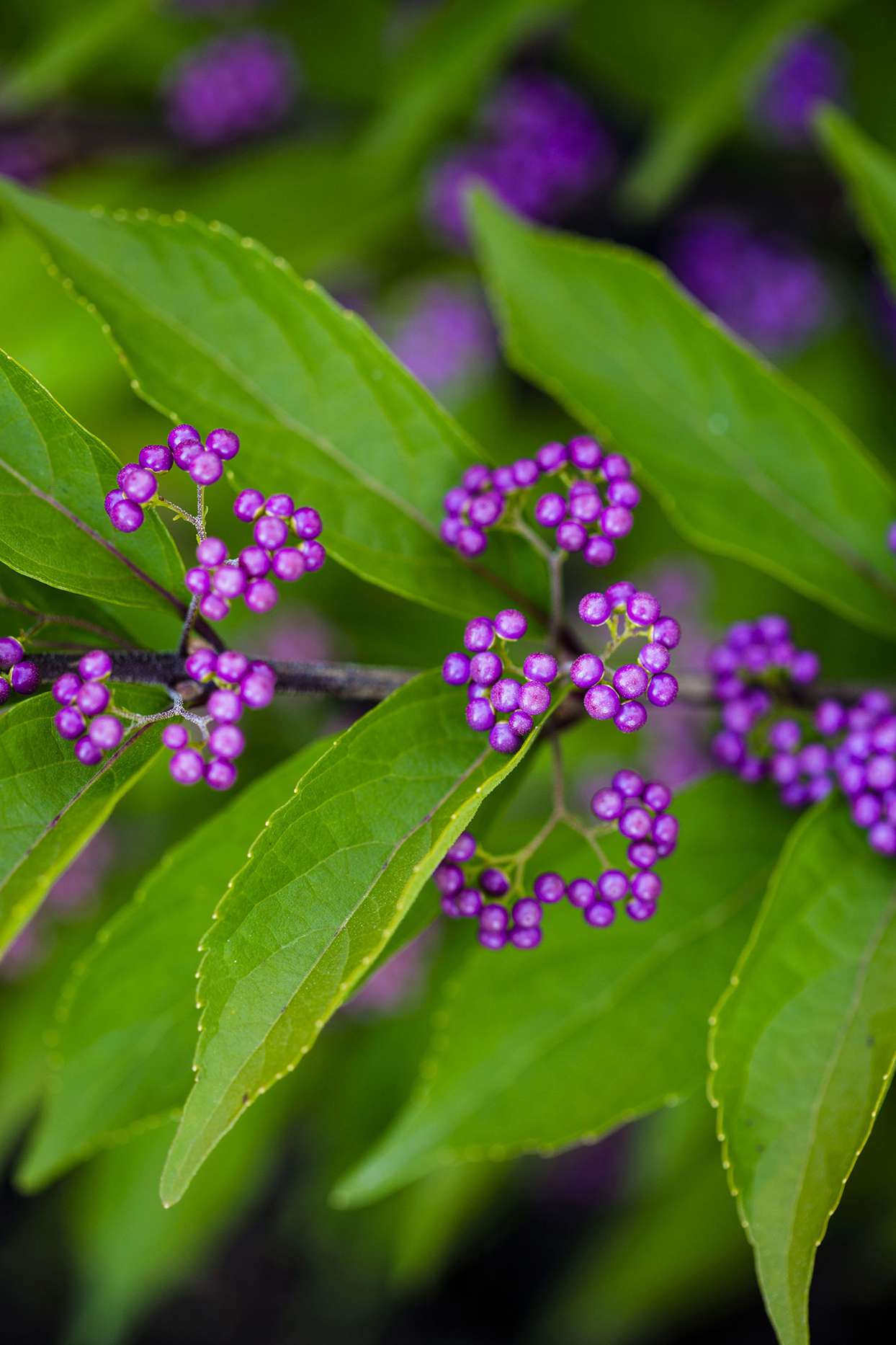 Callicarpa Dichotoma 'Early Amethyst'