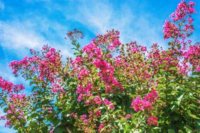 Crape Myrtle