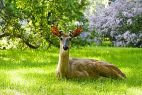 White tailed deer sitting in a garden of decorative shrubs and trees.