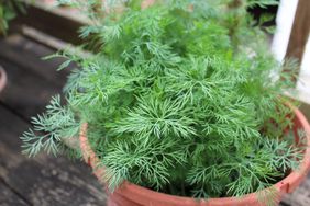 Growing organic fresh dill in a pot on a deck in the city.