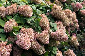 drying pink hydrangea tree blossoms in autumn