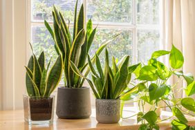 snake plant by window indoors