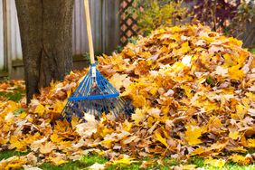 Raking leaves off of lawn