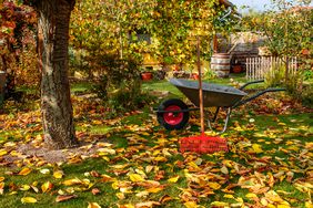 fall lawn care