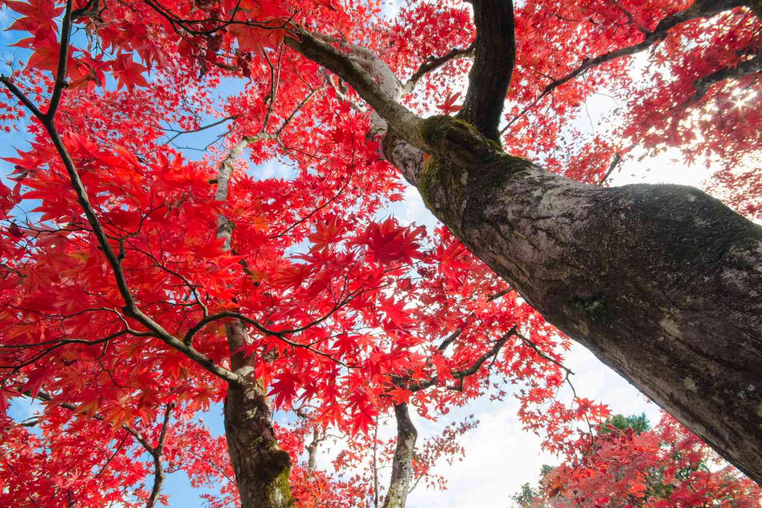 Red Maple Tree