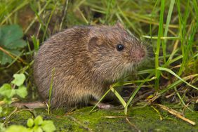 Field vole (Microtus agrestis)