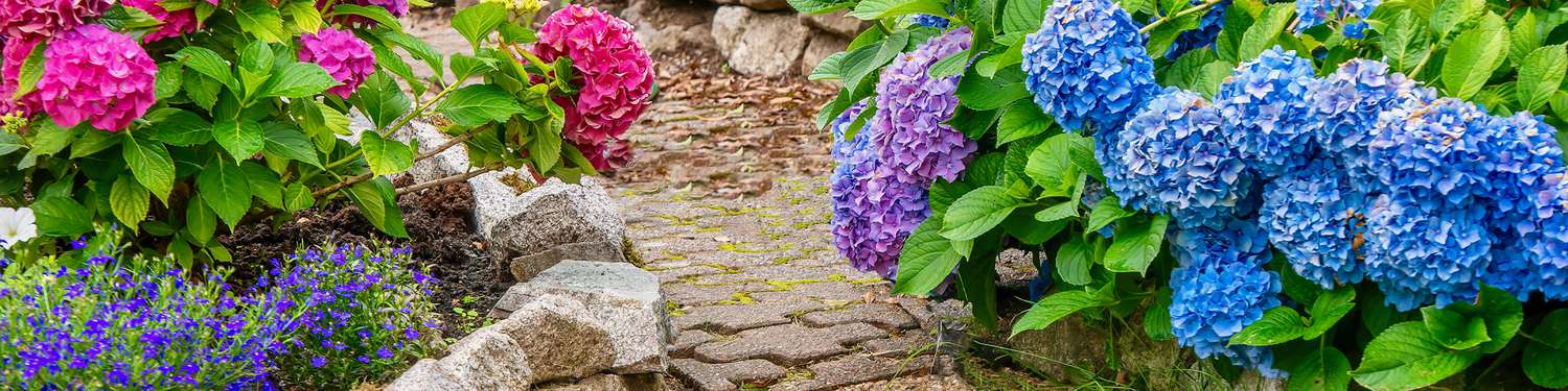 Flower Gardens banner - hydrangeas