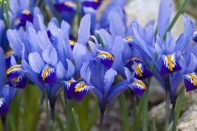 Flowering Garden