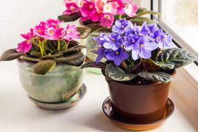 indoor flowering violets 