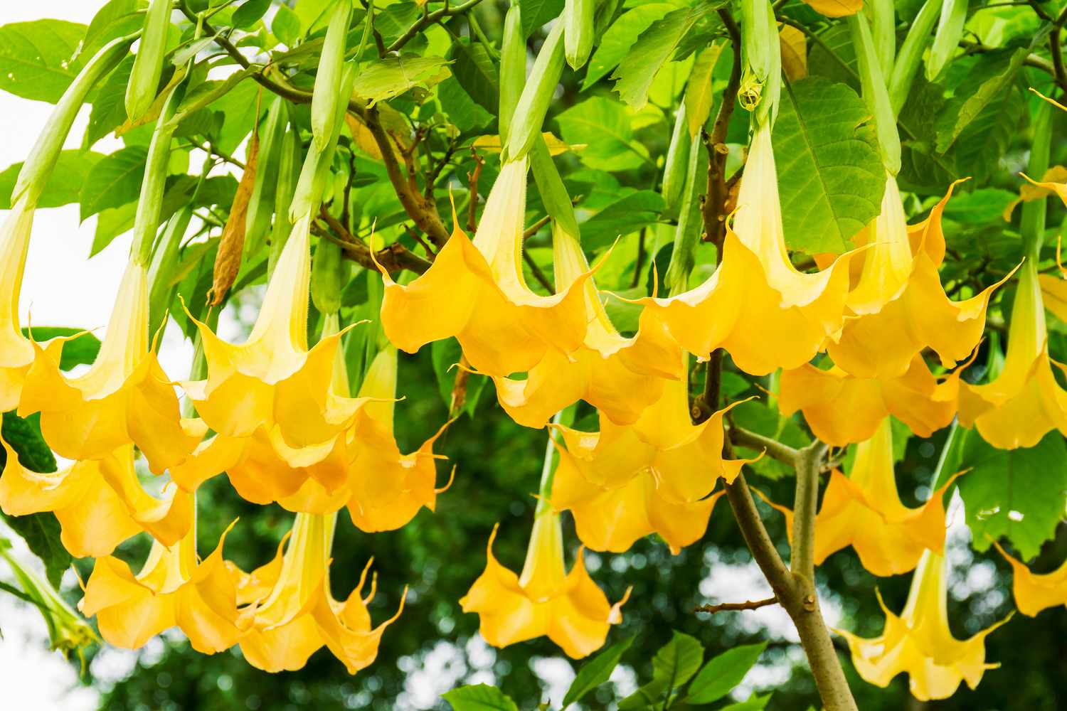 Angel's Trumpet flowers