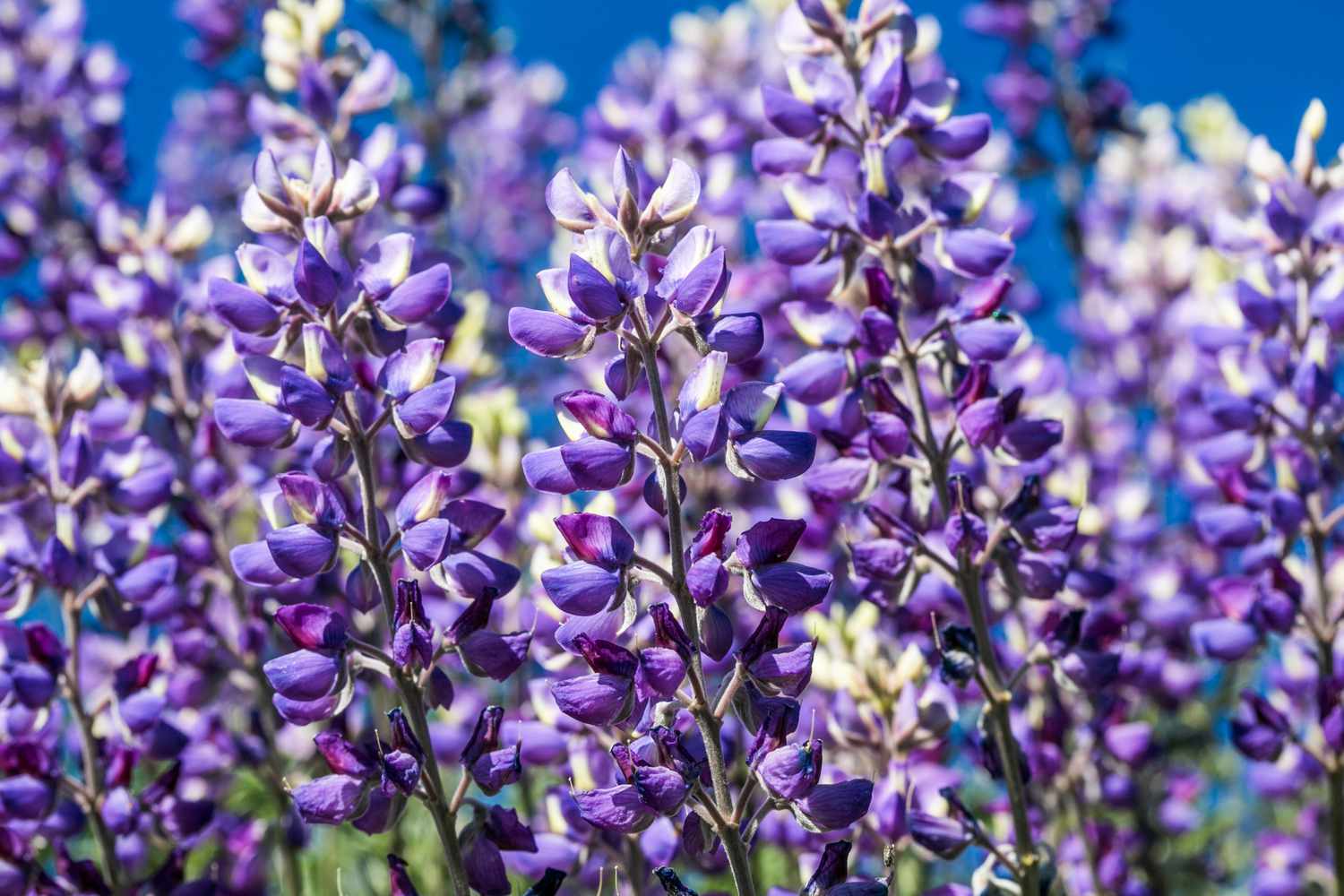 Bluebonnet flowers