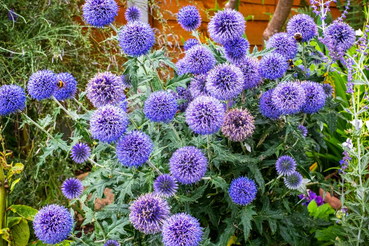 Blue Glow Globe Thistle