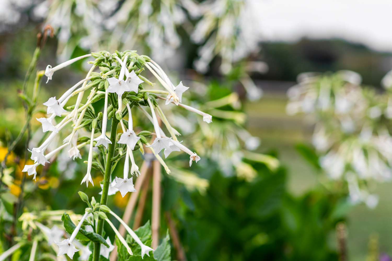 Ornamental Tobacco