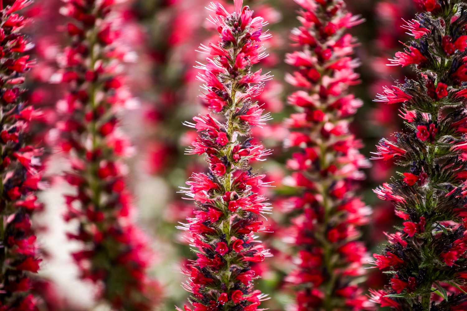 Red Feathers