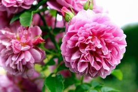 peony pink flowers