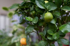 lime tree growing indoors