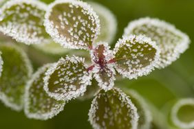 frost gathering on an oregano plant