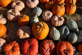 Variety of pumpkins. 