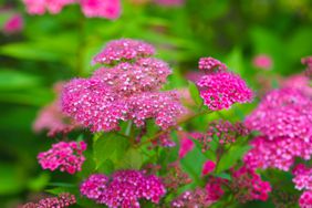 a pink japanese spirea