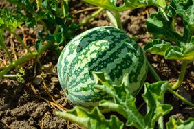 striped watermelon on the field during ripening.