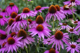 Echinacea purpurea flowering eastern purple coneflowers flowers, group of purple hedgehog coneflower plants in bloom