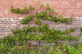 apple tree pruned in espalier method