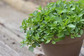 how to harvest oregano