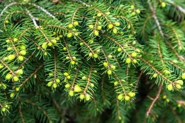 New Growth on an Evergreen Yew Bush