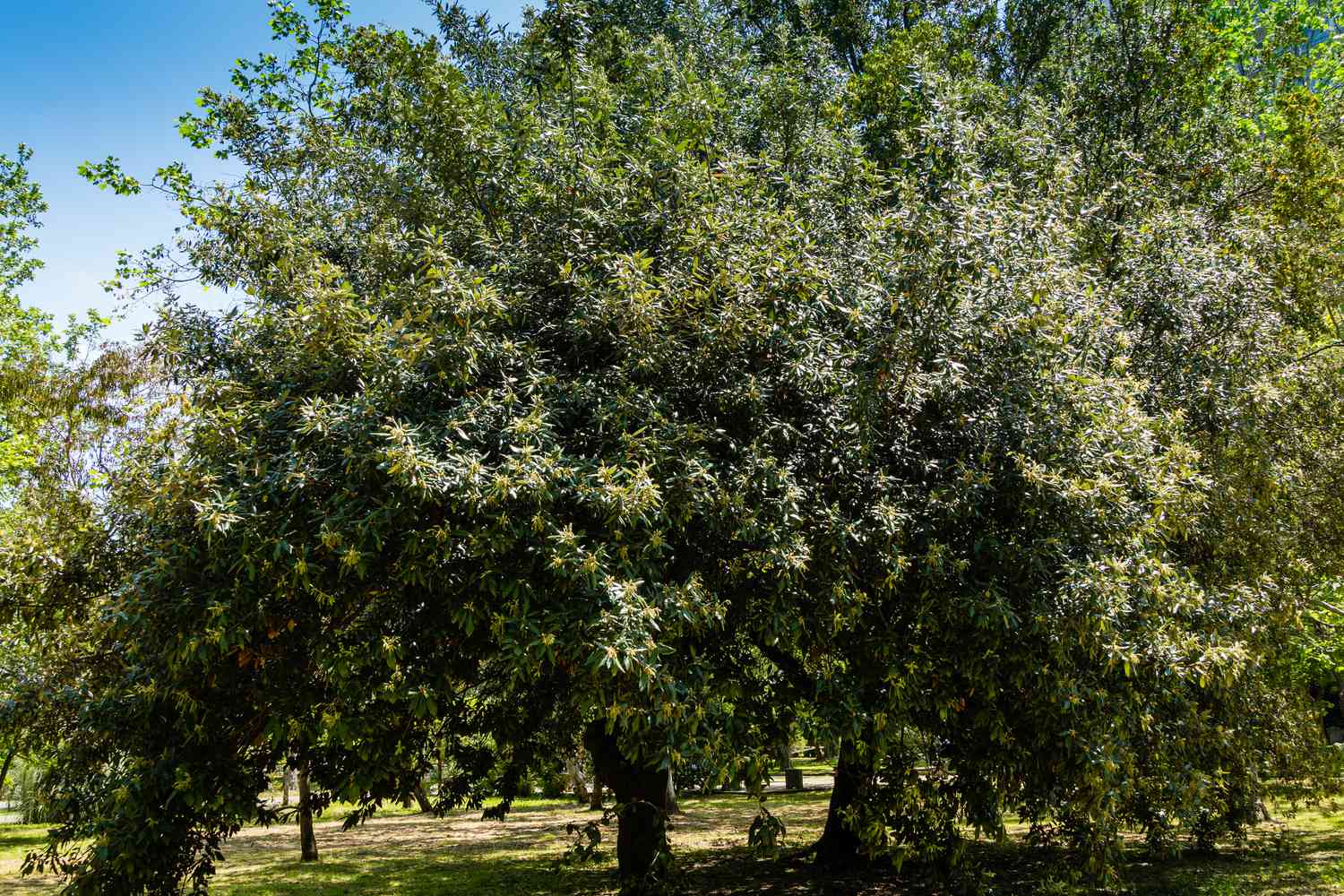 Oak tree