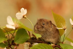 Cute little bank vole sitting with a flower