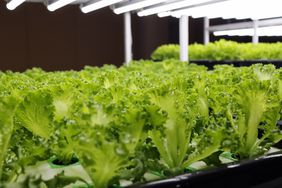 A hydroponic garden