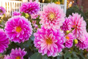 Dahlia flowers closeup