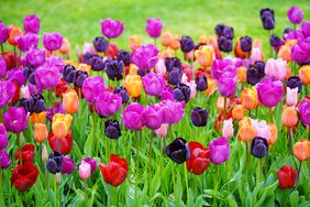 Multi-Color tulips in garden